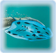 Paddles Fingerpaddles Paddle Fingerpaddle Antipaddle Trainingsger�te Schwimmtraining Schwimmtechnik Techniktraining Schwimmen