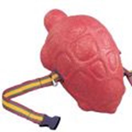 SLSG Schwimmei Turtle