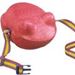 SLSG Schwimmei Frosch