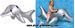 ASTE Delfin